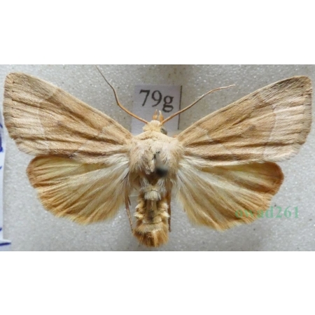 Cosmia trapezina (Linnaeus, 1758) male Kresówka leszczynówka Czech79g